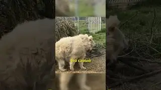🐻Самый Невезучий Медведь в Мире🇨🇦