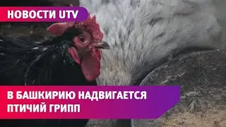 Птичий грипп наступает! (UTV, 10.11.2020)