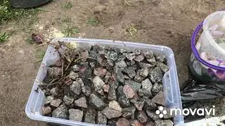 Нимфея. Перестановка. Рыбки