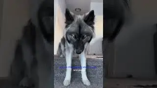 "Meet the Siberian Husky - The Perfect Companion for Outdoor Enthusiasts" #shorts #funny #cute