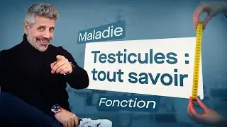 Testicules : tout savoir (taille, maladie, fonction, etc...)