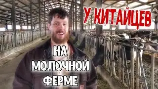 У Китайцев на молочной ферме!!!! (Китай 3/6)