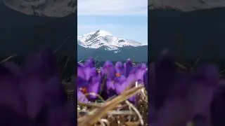 Весняні Карпати (коротке відео, повне на каналі) #гори  #карпати #крокуси #україна #mountains