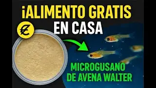 Microgusano Walter 🪱 ALIMENTO VIVO 🐠 para tus alevines y peces 🐟