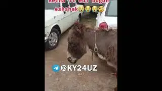 ЭЙ ЭЙ ОДАМЛА ХАЙВОНДАН БАТАР БУЛИБ КИТЯПТИ КУРИНГ ФАКАТ ЙИГЛАМАНГ😂😂