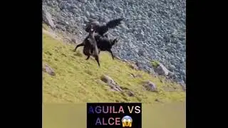 Animals planet.Aguila vs Alce