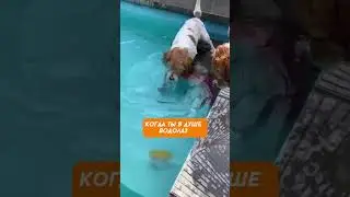 Ушастый аквалангист - гроза акул! #забавныесобаки #псы #смешныесобаки #приколыссобаками #собаки #пес