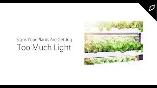 Signs Your Plants Are Getting Too Much Light