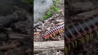 #millipede