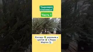 Рассада 🌳 деревьев и цветов 🪴 в Леруа Мерлен 🏪 / Сыроварня Елисеевых / Часть 1