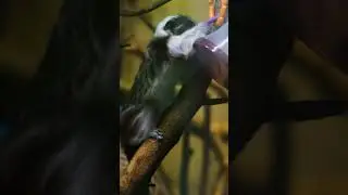 Cotton-top Tamarin Babies Learn to Forage!  #zoo #wildlife #animals