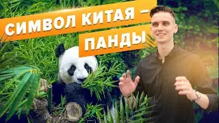 Китай до коронавируса. Панды в городе Чэнду