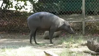 Babirusa LA Zoo Los Angeles California USA August 16, 2024 Conservation Summer Heatwave Animals