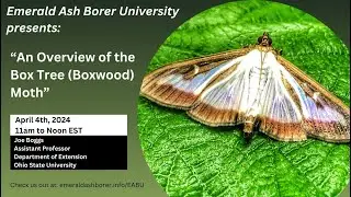 An Overview of Box Tree (Boxwood) Moth