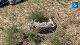 MERADA KAR LEOPARI