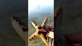 Life in the island
