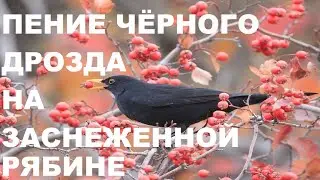 ЧЁРНЫЙ ДРОЗД,СИНИЧКИ,ВОРОБЬИ -НАЧИНАЕТСЯ ЗИМНЯЯ СКАЗКА.УСПОКАИВАЮЩЕЕ ПЕНИЕ ПТИЦ И УМИРОТВОРЕНИЕ.