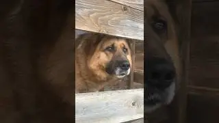 Главный плюс у собаки какой?!#germanshepherd #dog #собака #немецкаяовчарка #животные #funny
