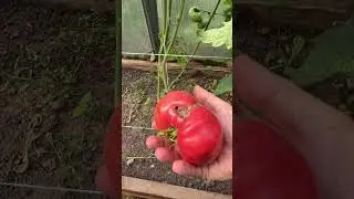 Огурцы и помидоры у мамы в теплице.