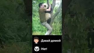 Озорная панда не хочет идти домой|CCTV Русский