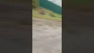 выживание с @catblits