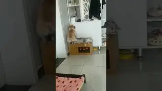 Этот взгляд кота 🐱