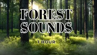 Relaxing Forest Sounds - 1 hour