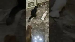 ЗНАКОМЬТЕСЬ - МОЛУККСКИЙ КАКАДУ. ЗОВУТ ТИМОФЕЙ. ВОТ ТАКАЯ ДРУЖНАЯ КОМПАНИЯ У ТИМОФЕЯ!