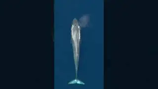 We're listening in on Earth’s largest animal⁠ 🐋#bluewhales #oceanlife #whalesounds #whale