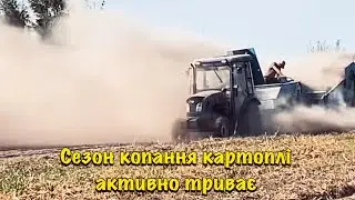 Сезон копання картоплі триває!