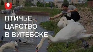 Десятки лебедей, уток и чаек в одном пруду в центре города