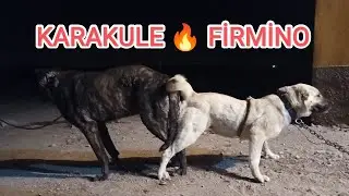 FİRMİNO KARAKULE İLE EŞLEŞTİ 🔥 DEV ÇAPAR KANGAL YAVRULARI YOLDA @sukrupekelcaparkangallar