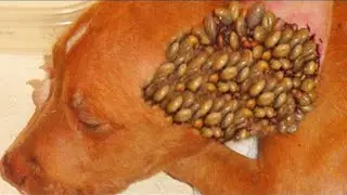 ▽ Самые страшные паразиты