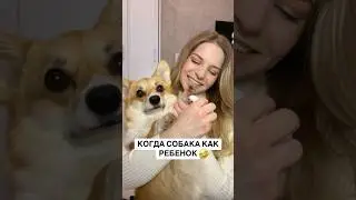 СОБАКИ КАК ДЕТИ😂 