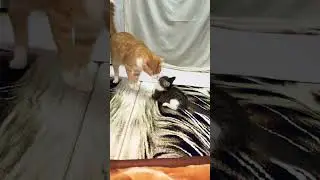 #mushuk