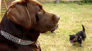 CHOCOLATE LABRADOR vs KITTENS  2 PART