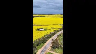 Get ready for nature's most vibrant patchwork! 🌾💛 📍 #Wheatbelt in #WAtheDreamState