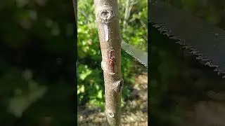 🌳 ОБРЕЗКА ЯБЛОНИ НА ПРИВИВКУ 