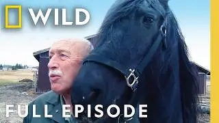 Dr. Pol's Super Bowl Stallion (Full Episode) | The Incredible Dr. Pol | Nat Geo Animals