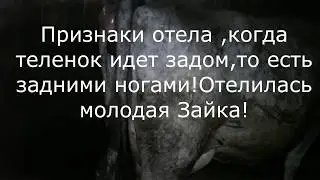 Признаки отела,когда теленок идет задом,то есть задними ногами!Отелилась молодая Зайка!