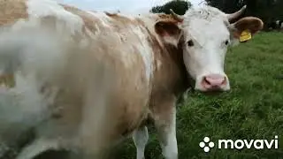 НАШЛИ ПОТЕРЯННОГО БЫЧКА!СКАЗОЧНО ВЕСЕЛОЕ НАЧАЛО ОКТЯБРЯ:УРАГАН,БЕЗ ЭЛЕКТРИЧЕСТВА , ВЕТЕР И ДОЖДЬ!