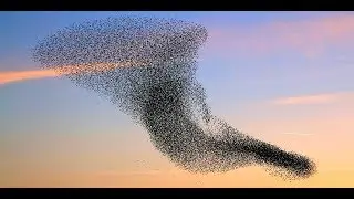 [10 Hours] Starling Murmuration at Sunset - Video & Soundtrack [1080HD] SlowTV