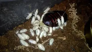 Newborn Madagascar Hissers Eating Ootheca!