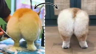 Corgi Butt Grooming Contest!