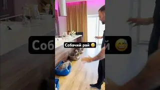 Заставляем собак сидеть и не даигатся, кажется просто? Как бы не так🐕😂
