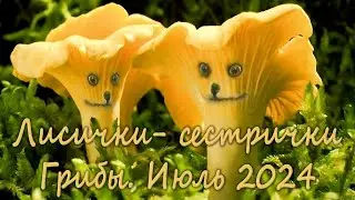 Лисички и кратко о ТСЖ. Июль 2024