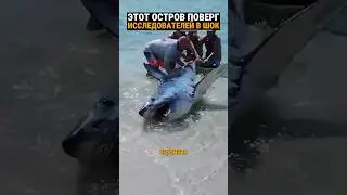 Акула на пляже в Аральском море. Обитатели острова в 40000 км от берега.