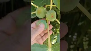 L'albero alleato dei diabetici