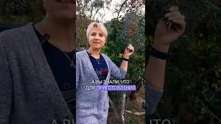 Когда Собирать ягоды Облепихи. @Galabum 