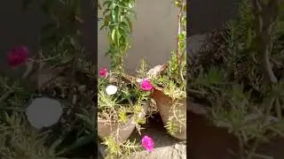 flowers #flowers #greenary #beautifulview #colorfulflowers #plants #flowerplants